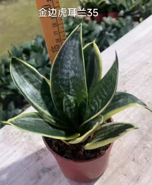 Сансевиерия ханни сильвер крем 11 20 (предзаказ)