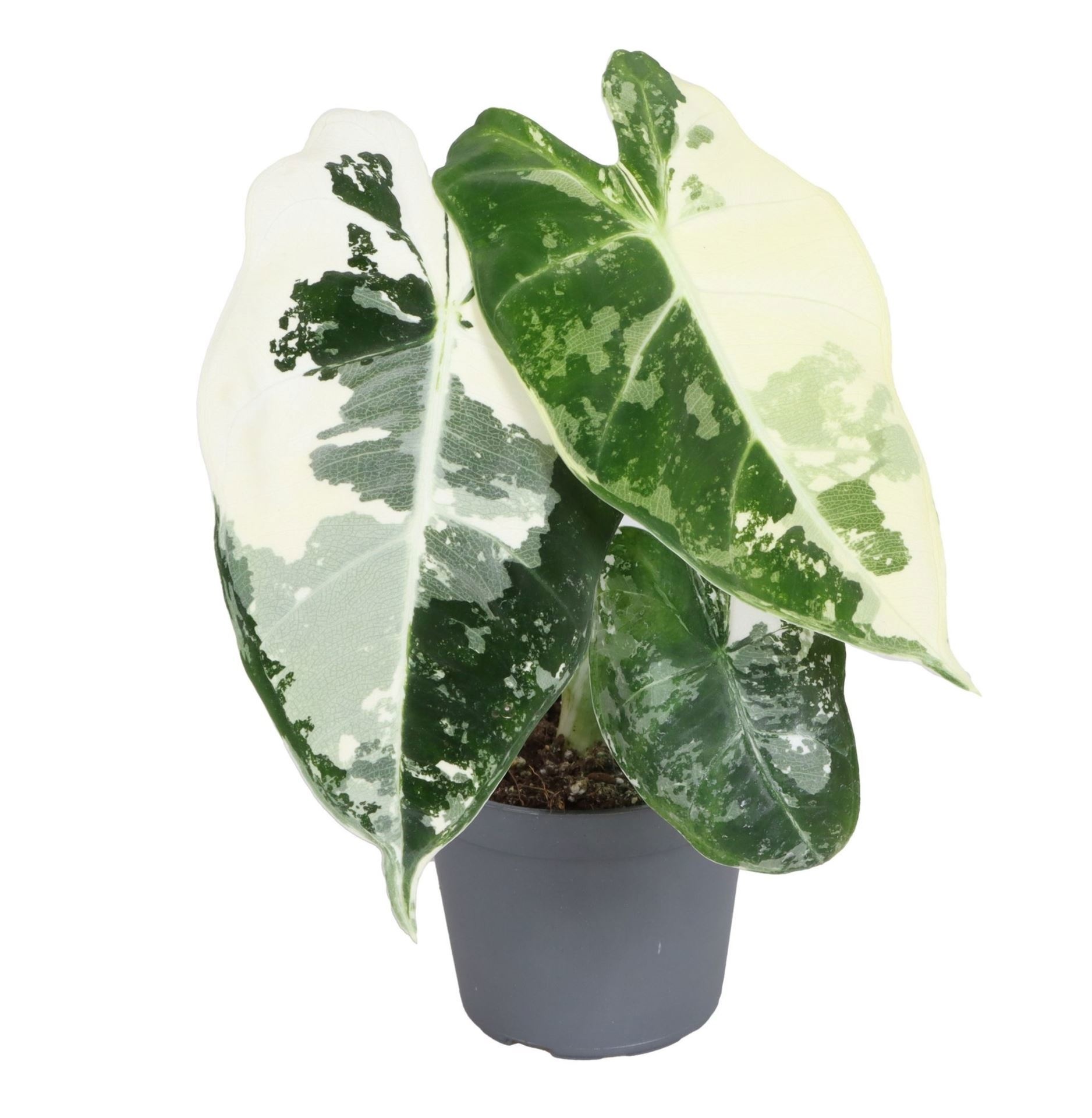 Alocasia Frydek Variegata 6 cm, D 6