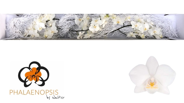 Фалинопсис Венис x50, шт.