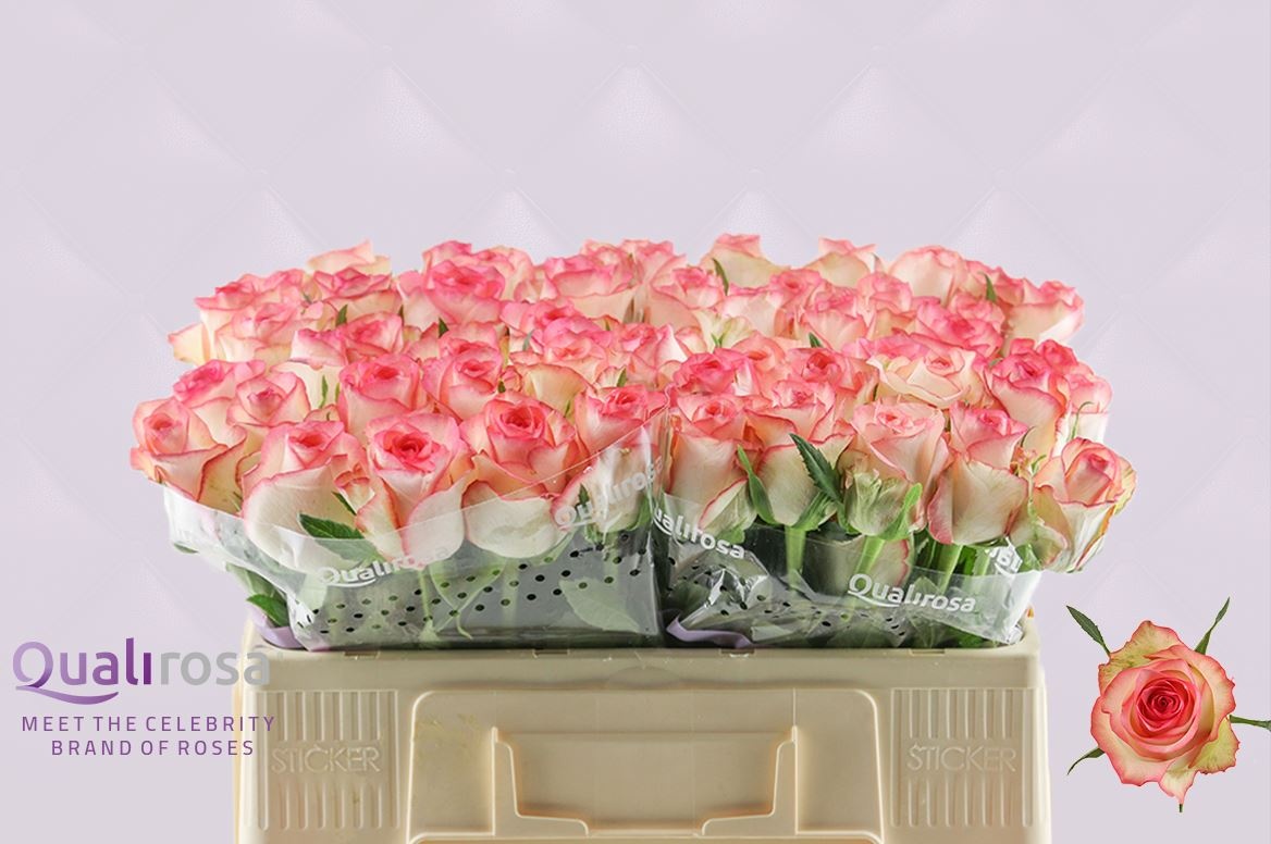 Роза од. Джумилия 50, шт.