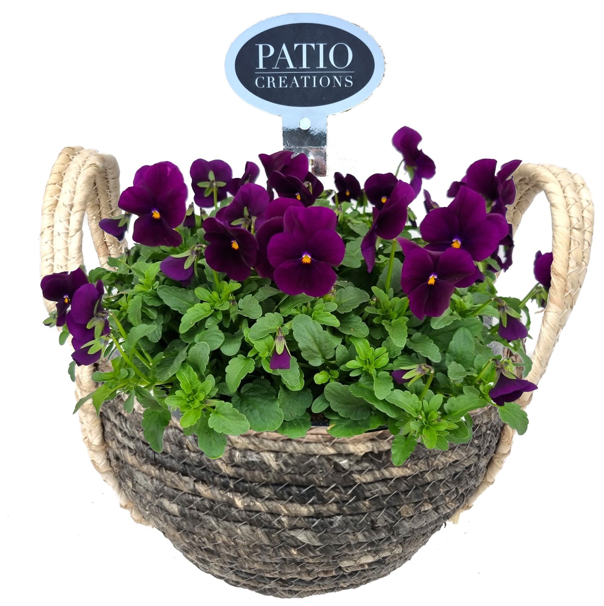 V780-9323 Viola Levi rond, D 23