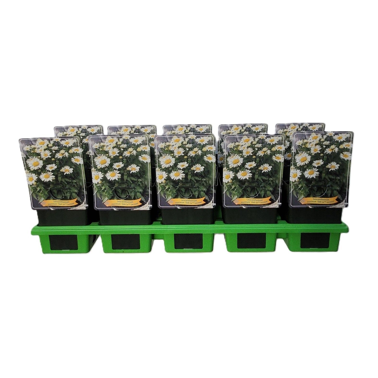 Leucanthemum maximum 'Ooh La lacrosse' P11, D 11 cm