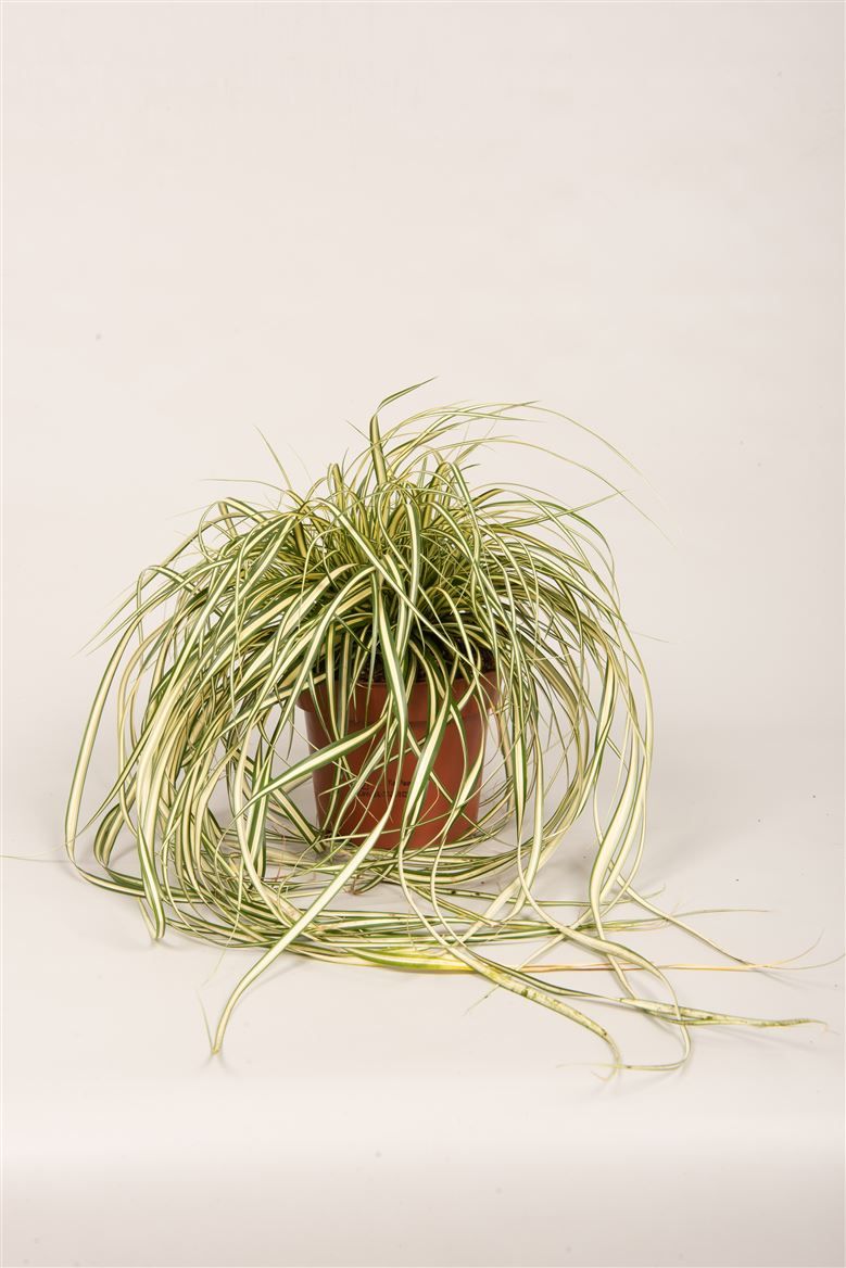 Carex hach. 'Evergold', D 12