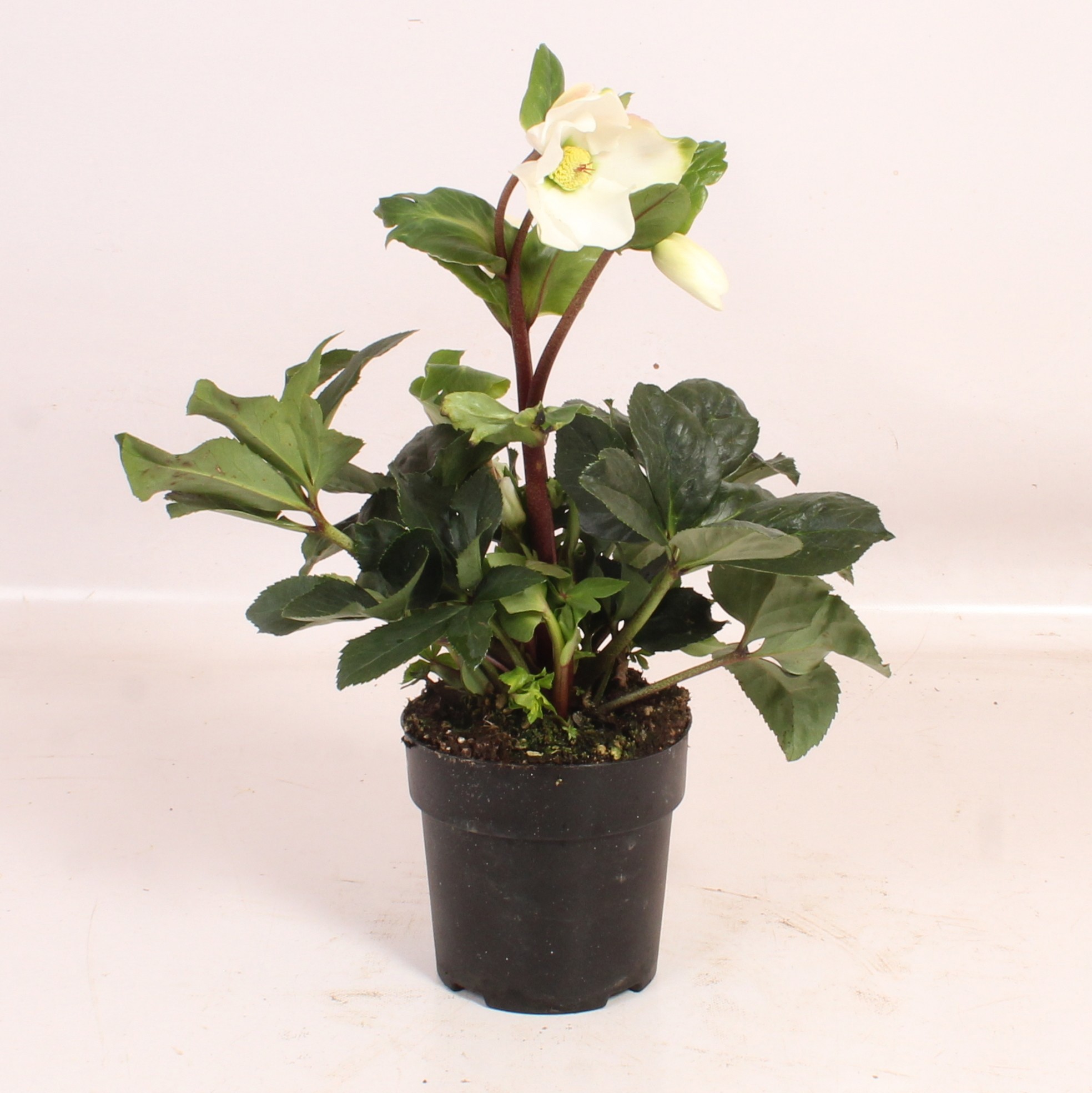 HGC Helleborus Winter Ballet White, D 15 cm
