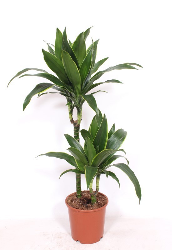 Dracaena Arturo 45-15, D 19 cm