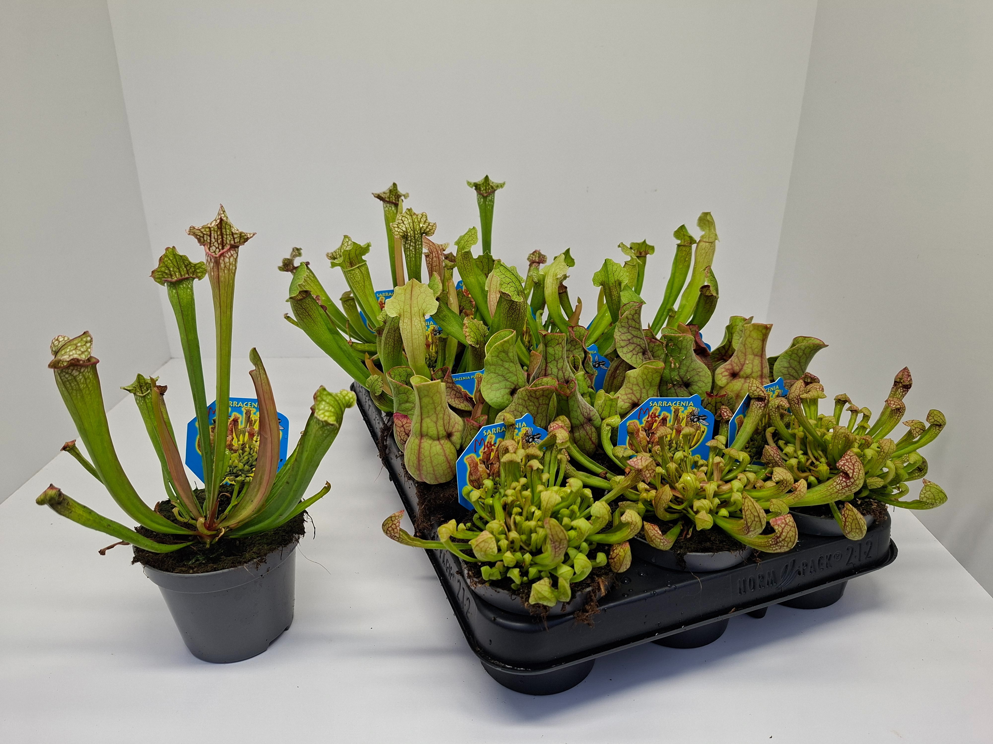 Sarracenia kelken gemengd 4 soorten 9cm, D 9