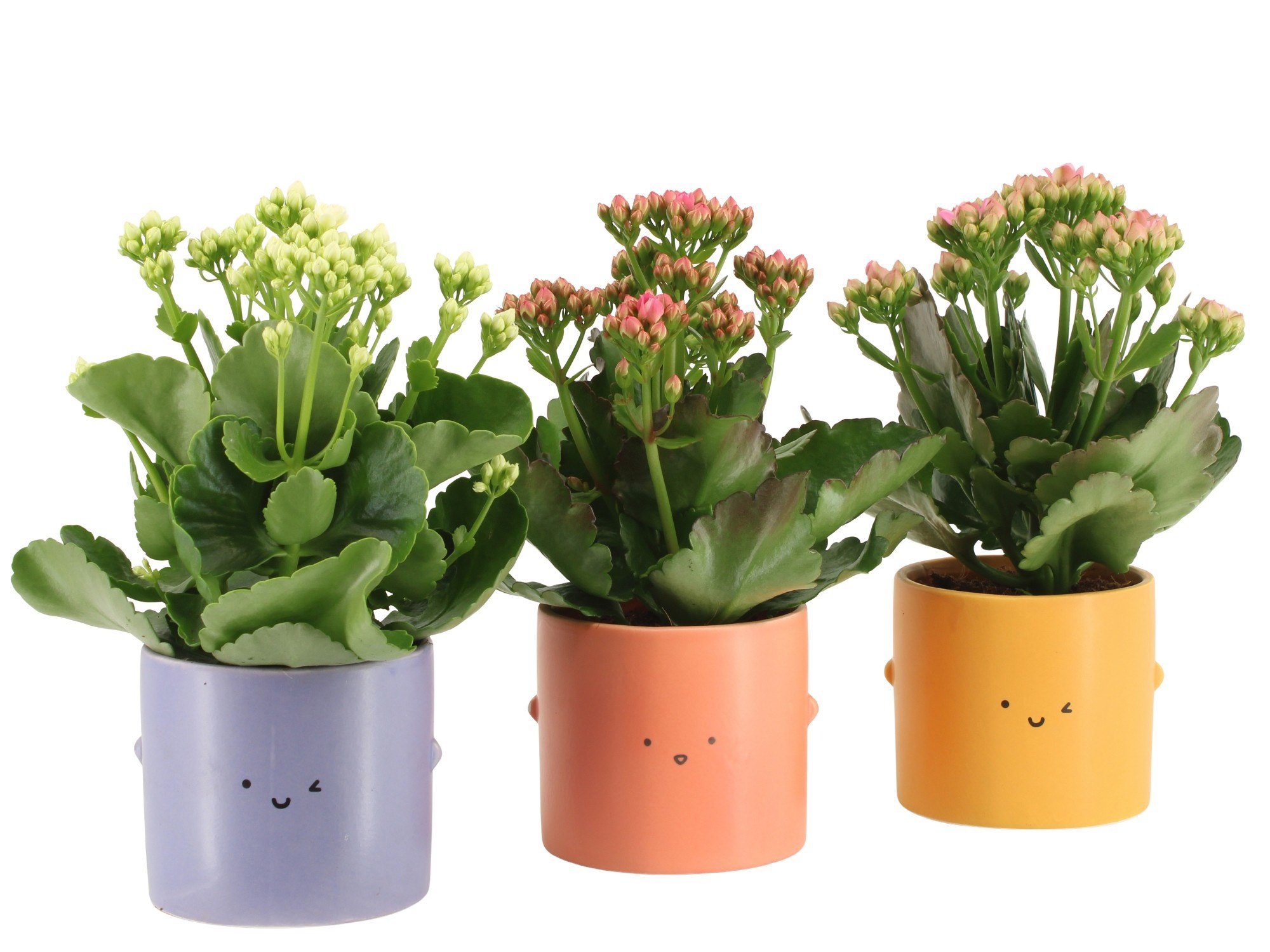 7503511: Solutionss Love School, D 9