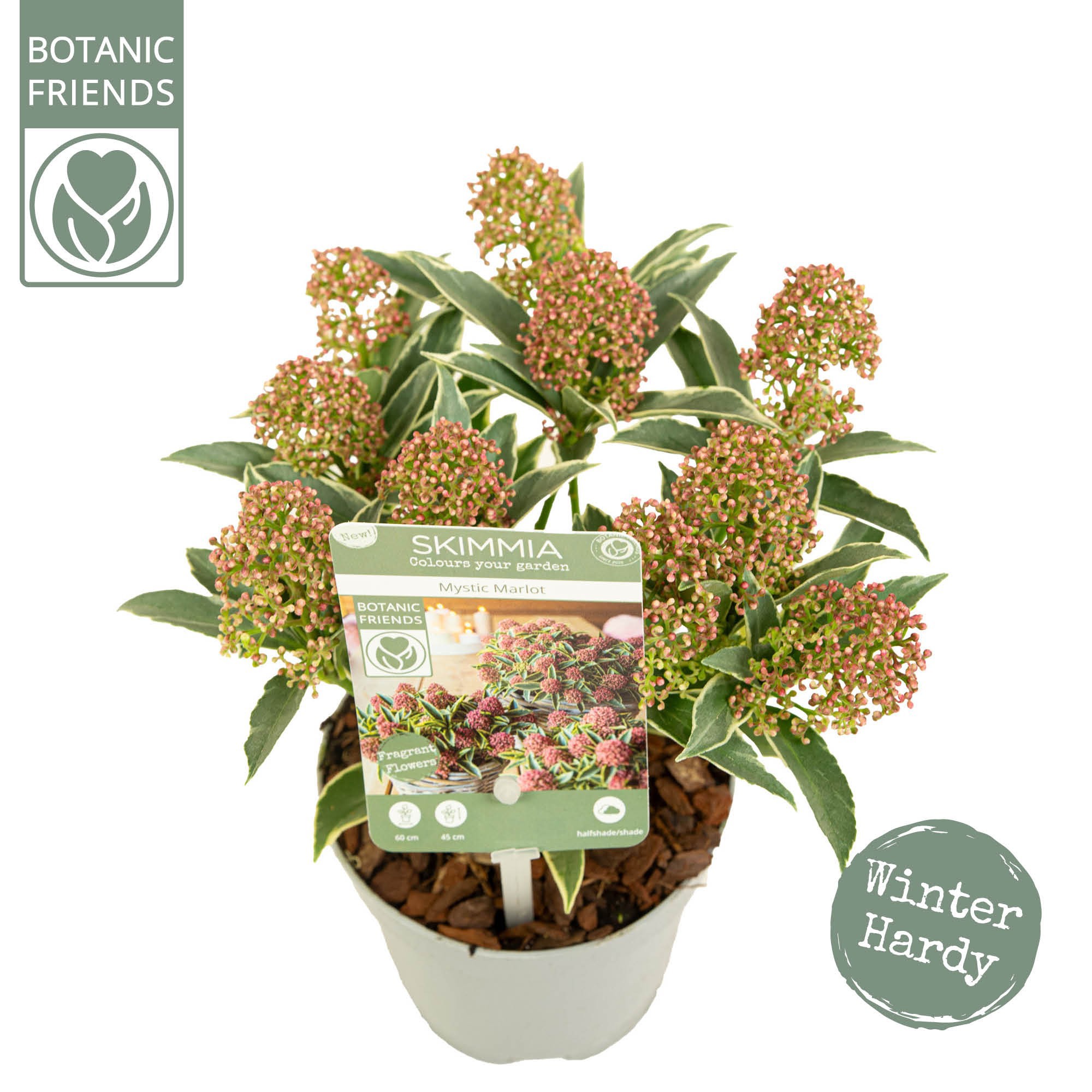 Skimmia japonica 'Mystic Marlot' 5+bloem, D 10 cm