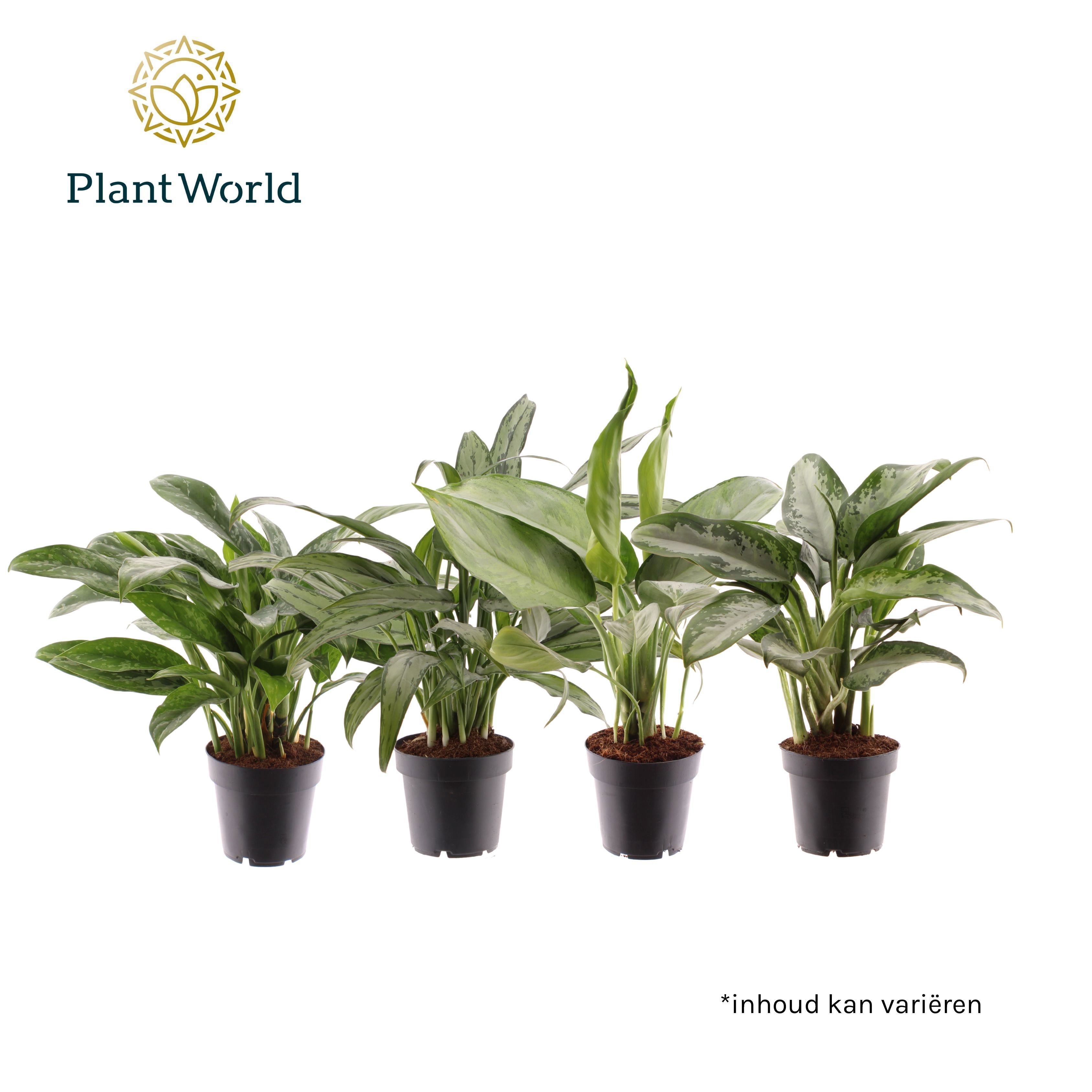 Aglaonema gemengd, D 12