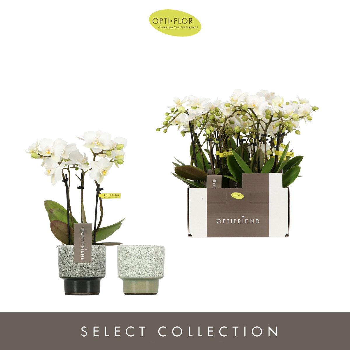 Optifriend Sandra 3 spike in Chianti mix keramiek, D 7 cm