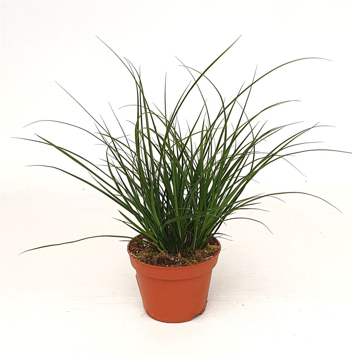 Carex Brunnea, D 10,5