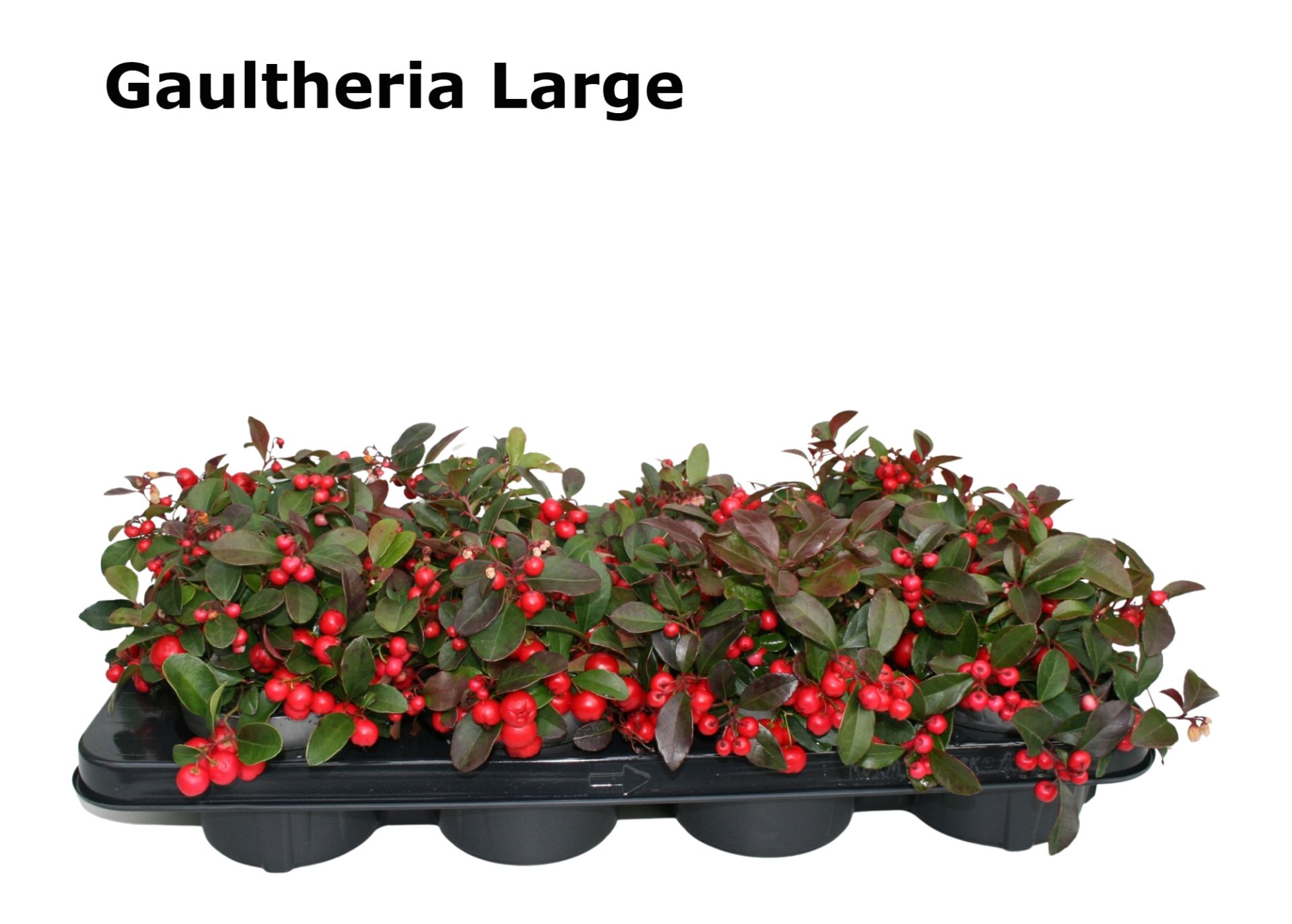 Gaultheria Big Berry 12 cm Large (vanaf week 45), D 12 cm