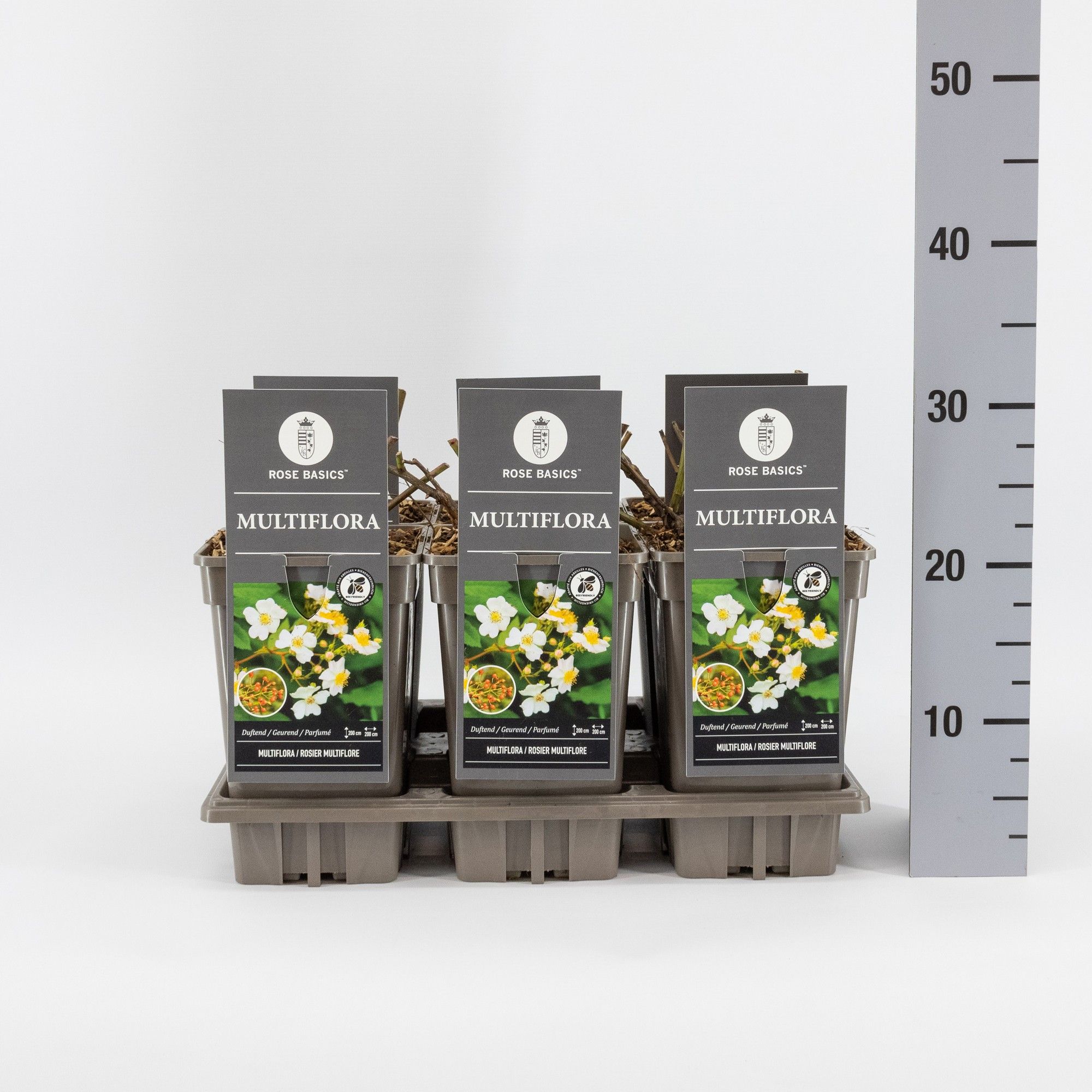 Rosa multiflora, C3, D 17