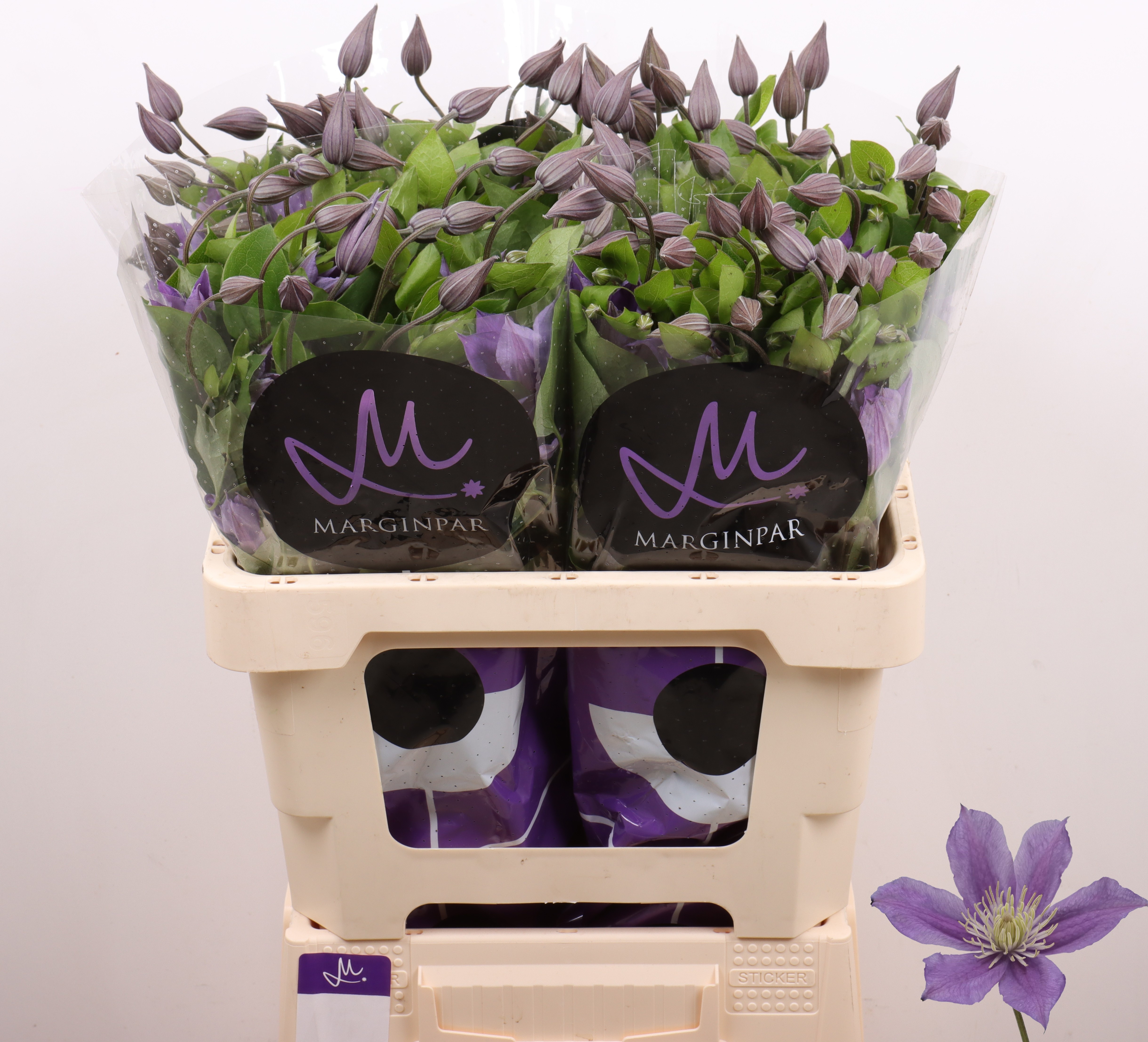 Клематис Эмейзин София 60, шт.