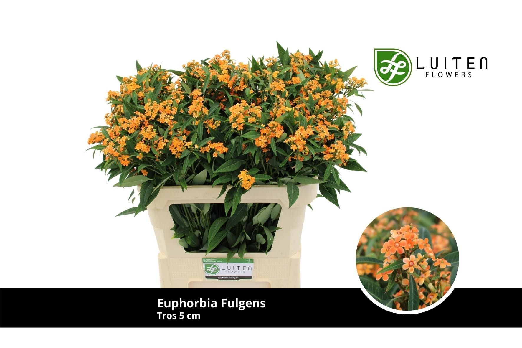 Эуфорбия куст. Санстрим 70, шт.