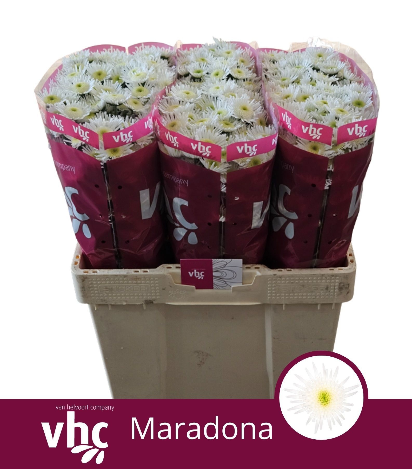 Сантини Марадона (бел.), шт.