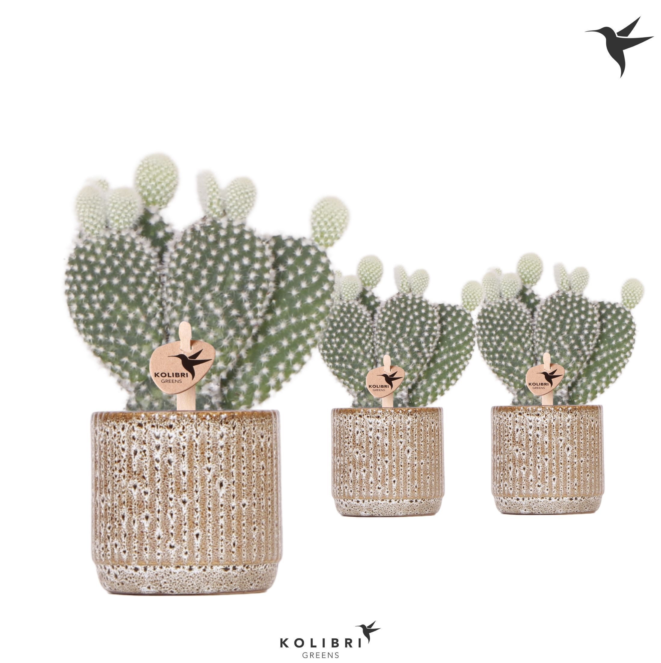 Kolibri Greens Opuntia white in Jaguar pot, D 6 cm