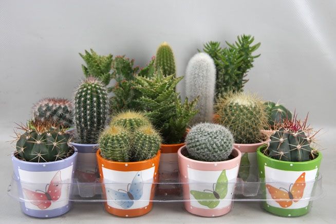 435 Butterfly pot cactus 6,5 cm, D 8