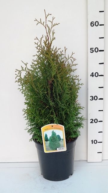 Thuja occ. 'Holmstrup', D 19
