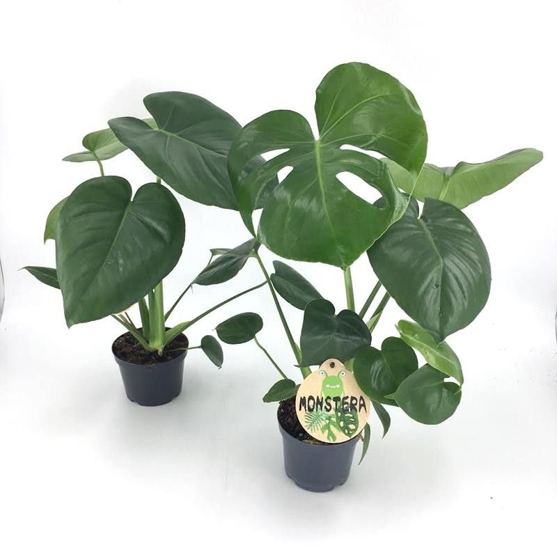 MONSTERA DELICIOSA, D 12