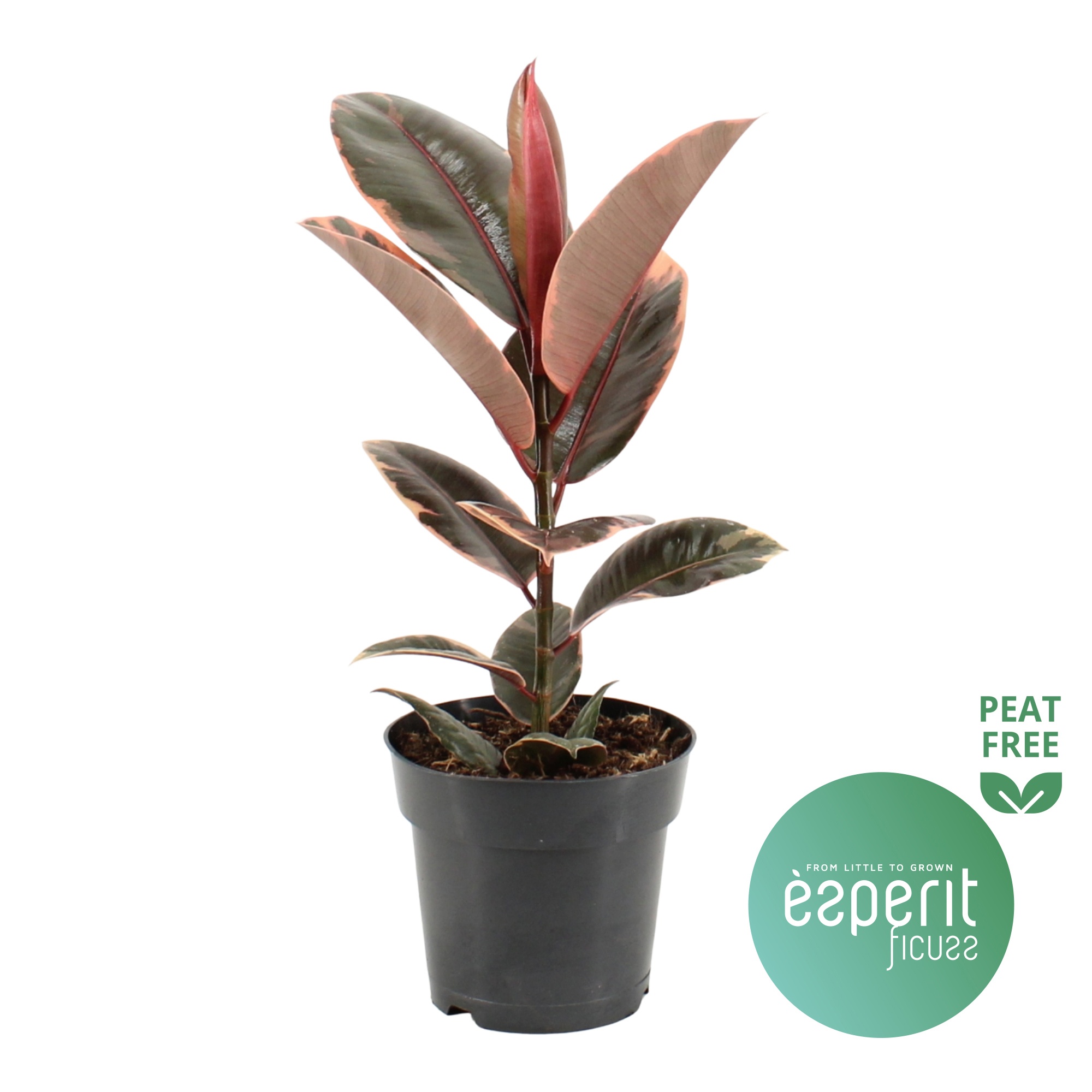 Ficus elastica Belize®, D 17 cm Ficus elastica Belize®, D 17 cm