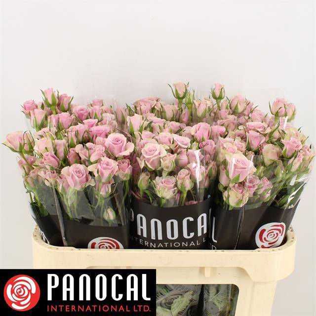 Роза куст. Лейла 70, шт.