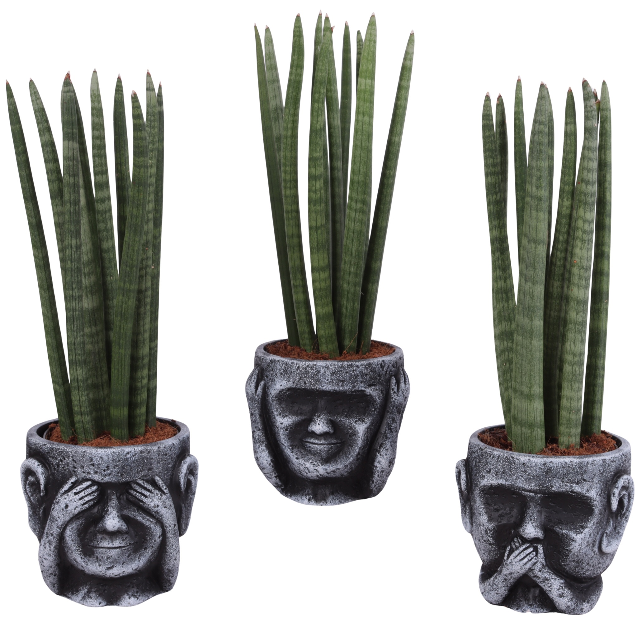 Sansevieria Cylindrica Straight 10 Leaf in Ceramic pot Ø15cm, D 15