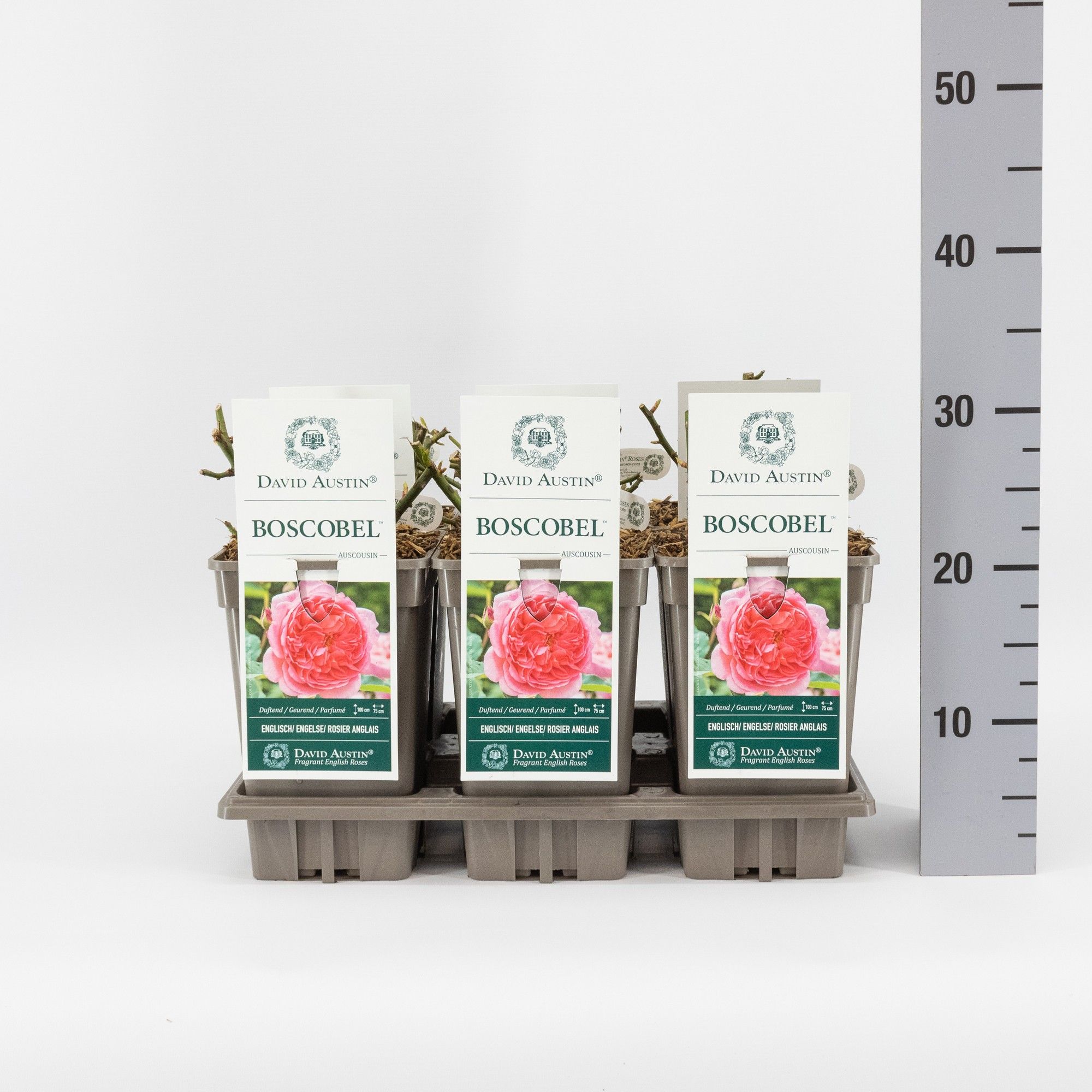 Rosa (Aus) Boscobel ®, C3, D 17 cm