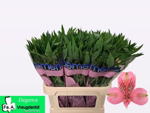Альстромерия Элеганс (светло-роз.), шт.