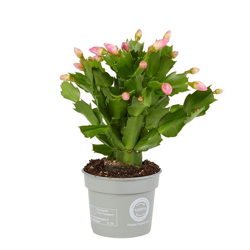 Schlumbergera Rosa Brazil, D 9