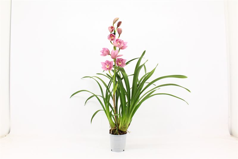 Cymbidium p12 Maria 1T05+, D 12