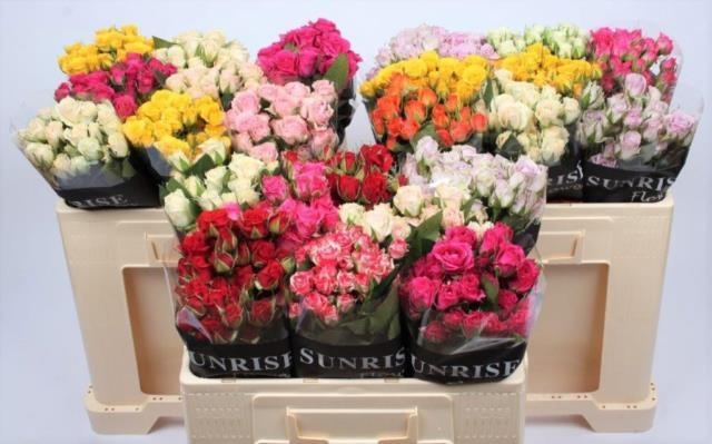 Роза куст. Микс в баке 50, шт.