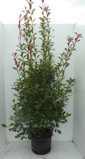Photinia fraseri 'Carré Rouge' ®, D 32