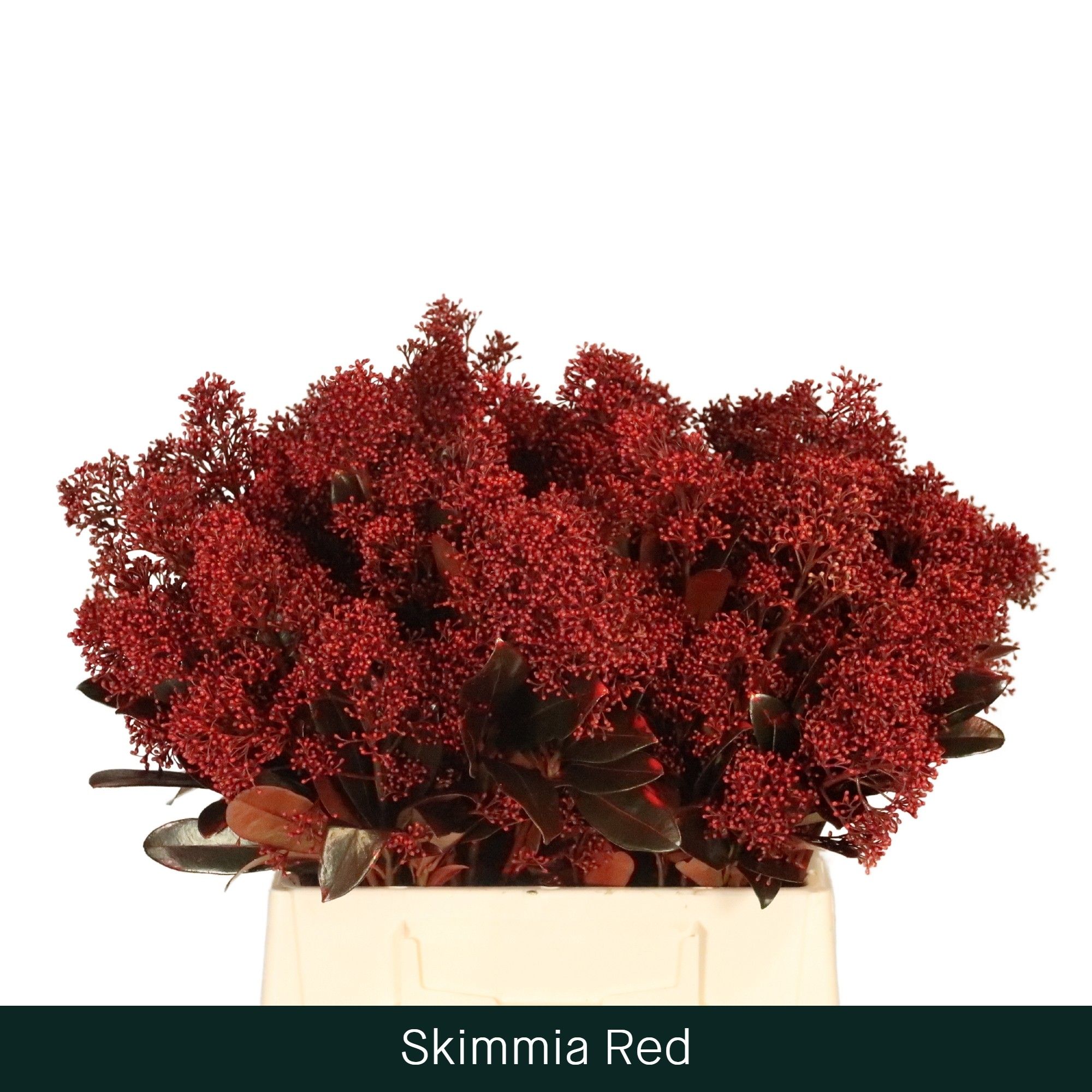 Скимия Овериг крашеный за пучок (краш. ) 45, пуч.