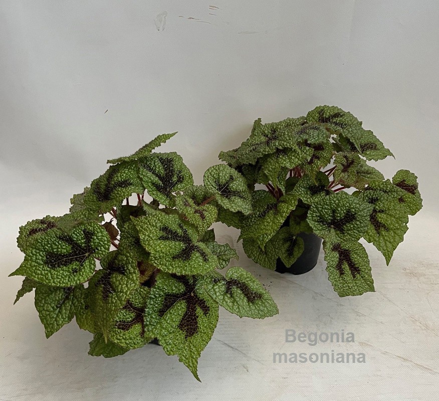 Begonia masoniana 14cm [original Iron Cross], D 14