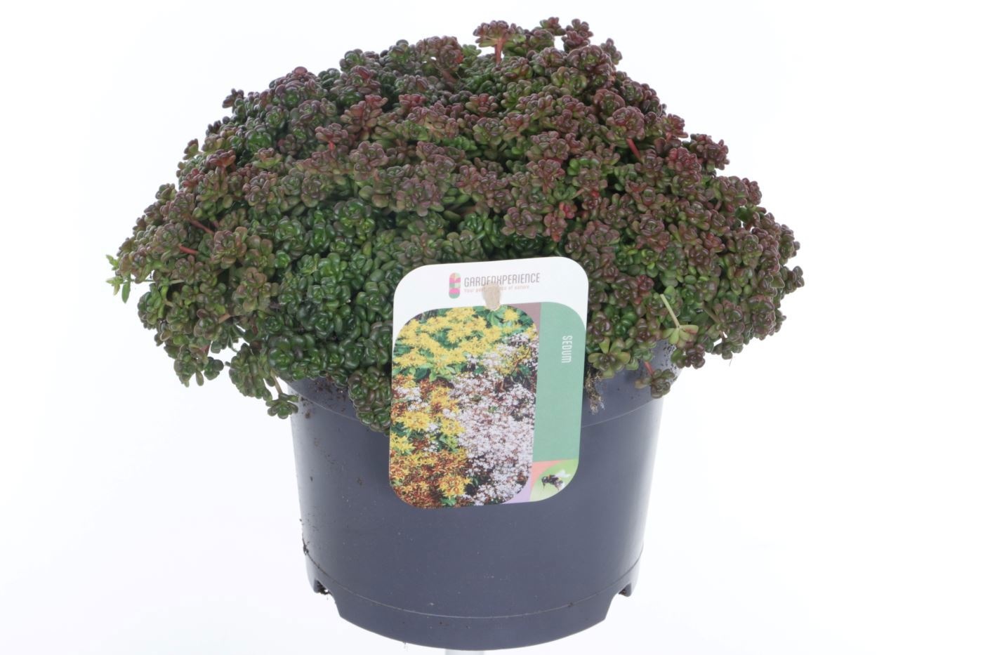 Sedum oreganum, D 17 cm