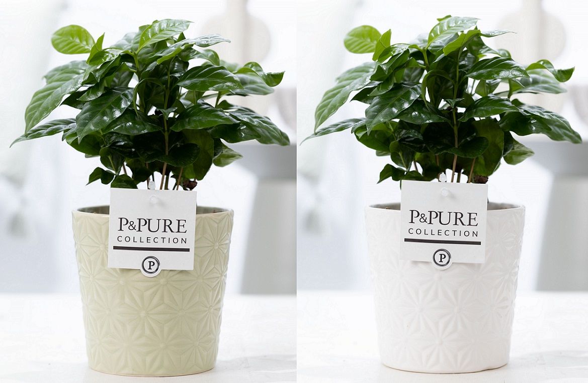 Coffea Arabica in P&PURE Juliette ceramics ass. 2, D 12