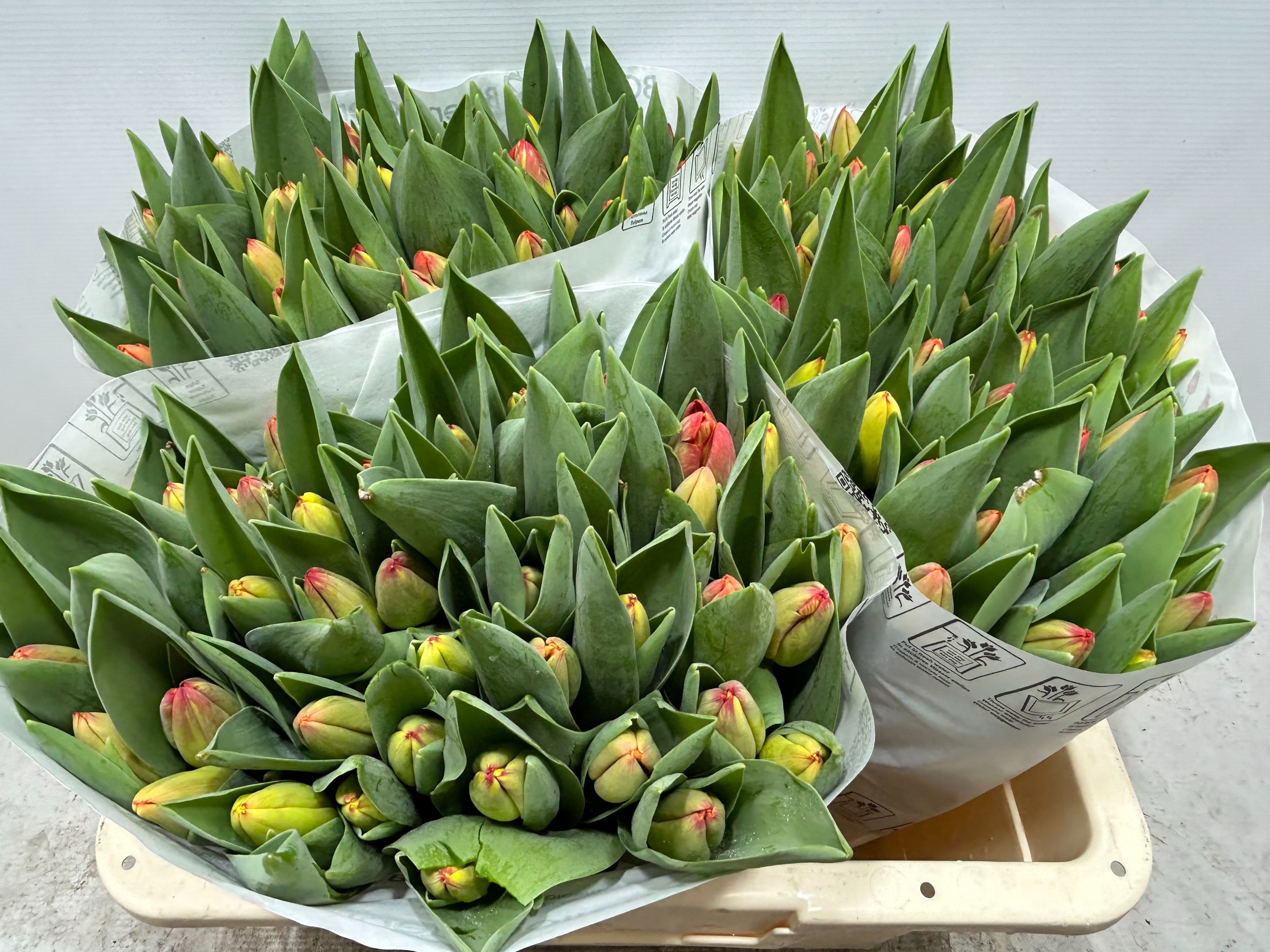 Тюльпан од. Овериг, шт.