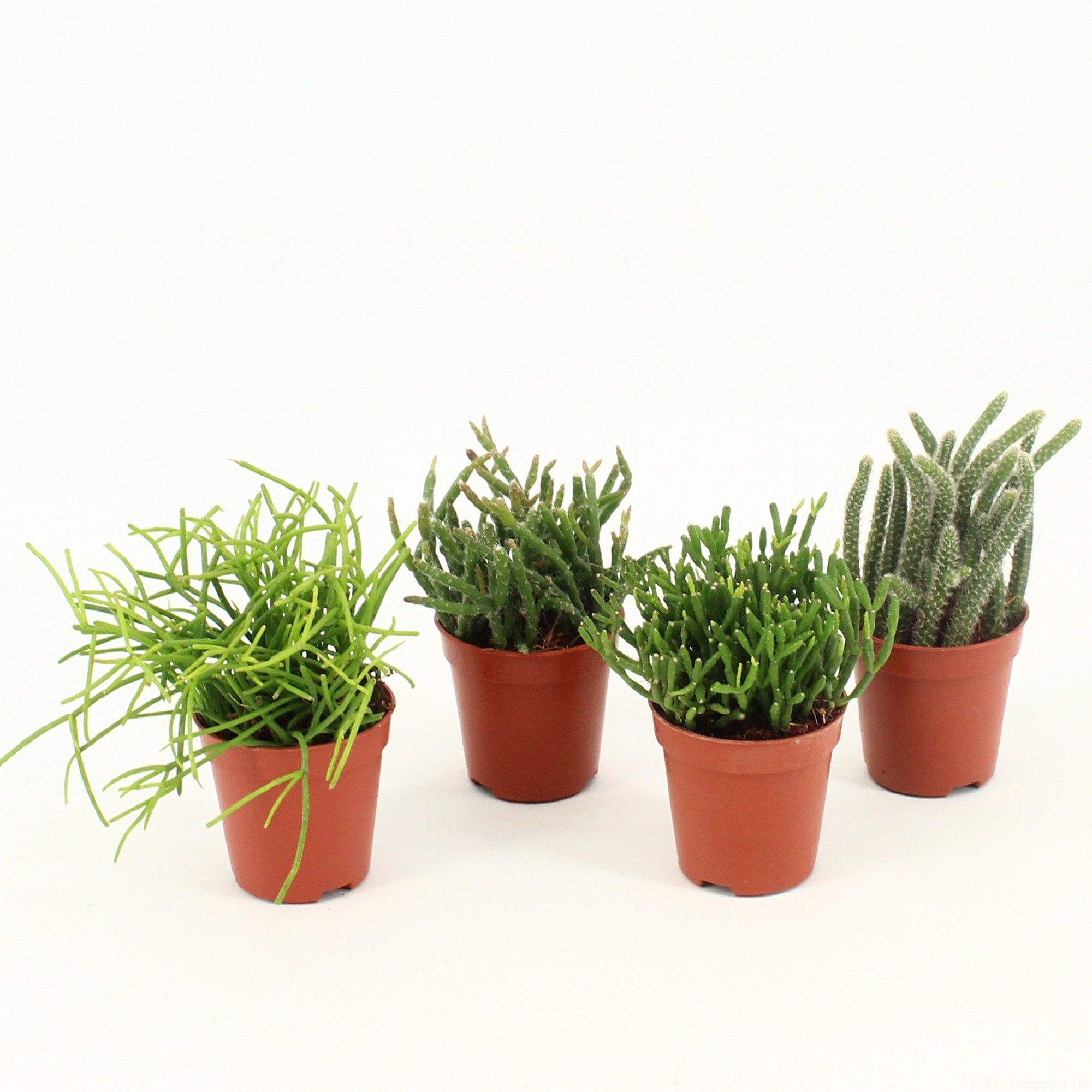 Rhipsalis gemengd P5,5 mini, D 5,5