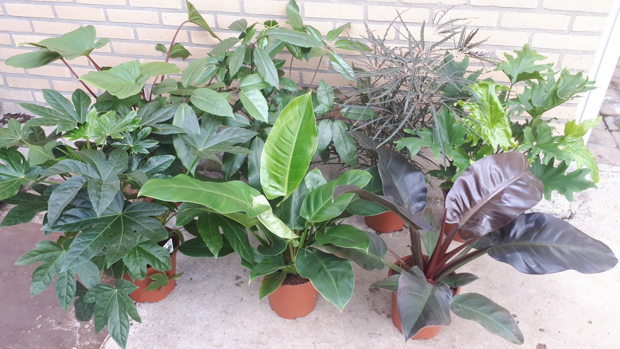 Monstera, Fatsia, Radermachera, Dieffenbachia, Schefflera, Homalomena en Philo, D 19 cm