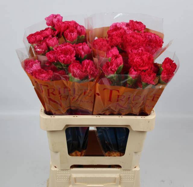 Диантус од. Бизет, шт.