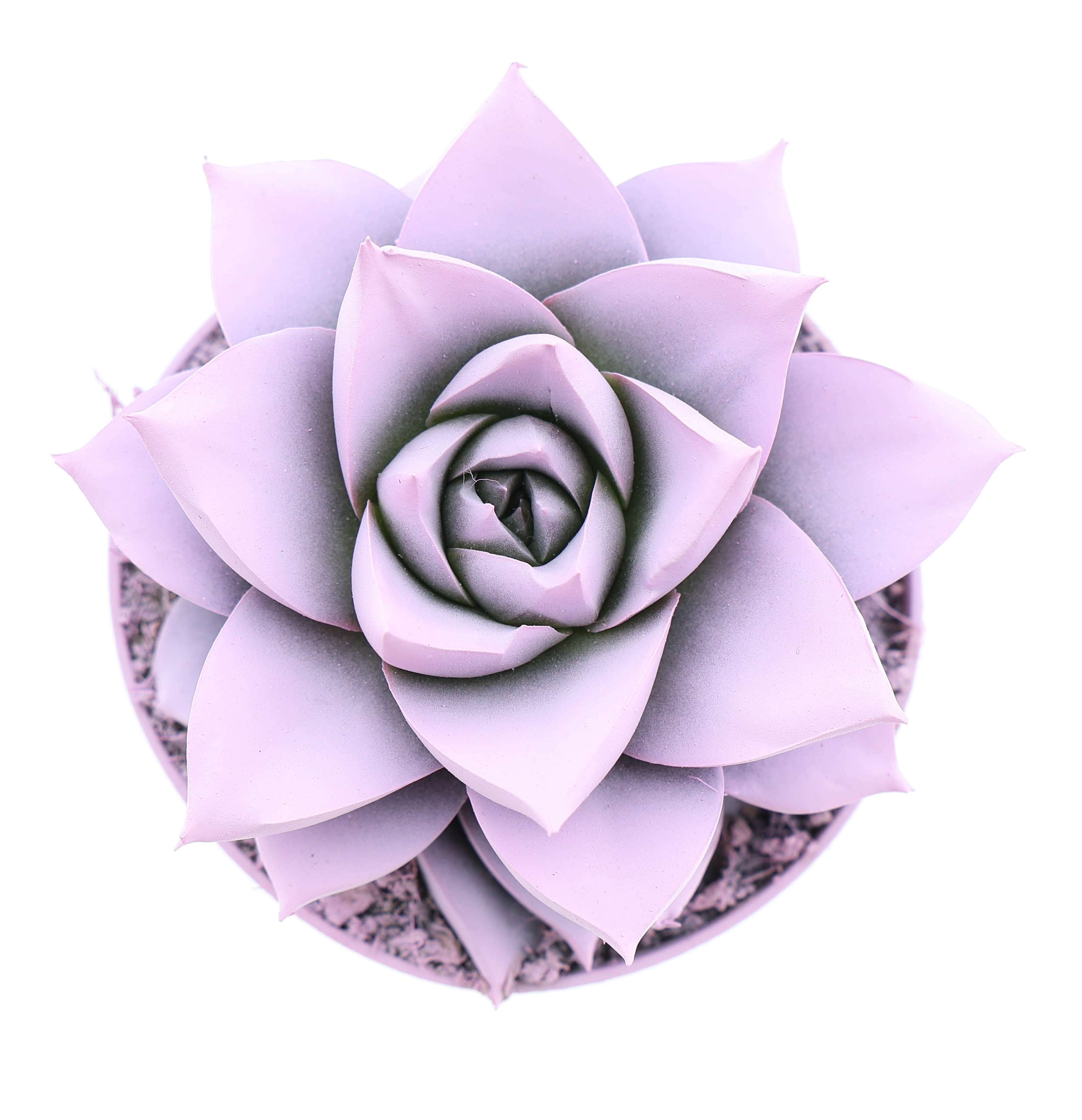 Rainbow purper baby pink, D 8,5