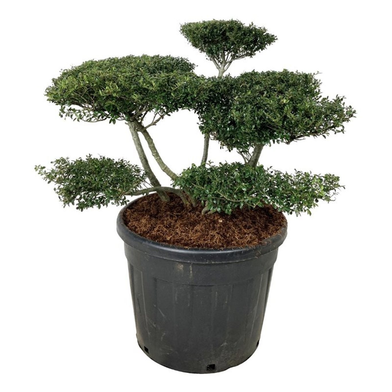 Ilex crenata 'Stokes', D 60