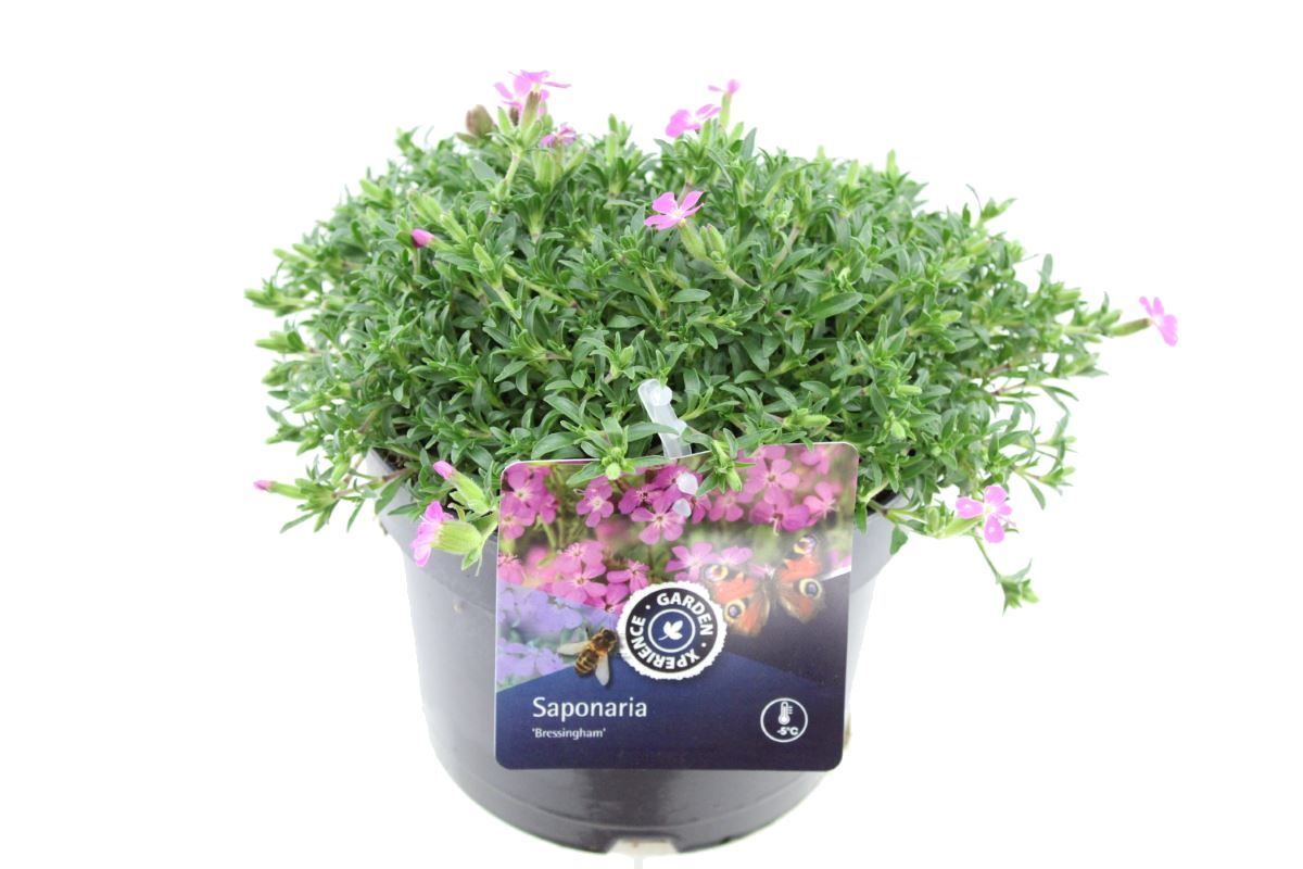 Saponaria Bressingham, D 17