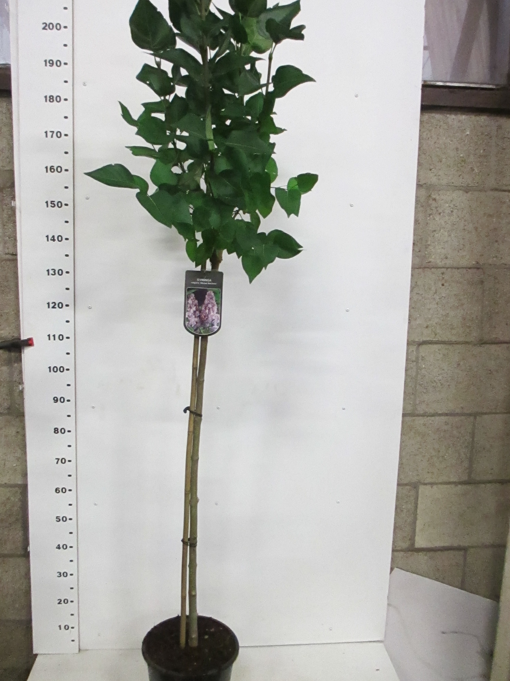 Syringa vulg. Michael Buchner 110st. P28, D 28