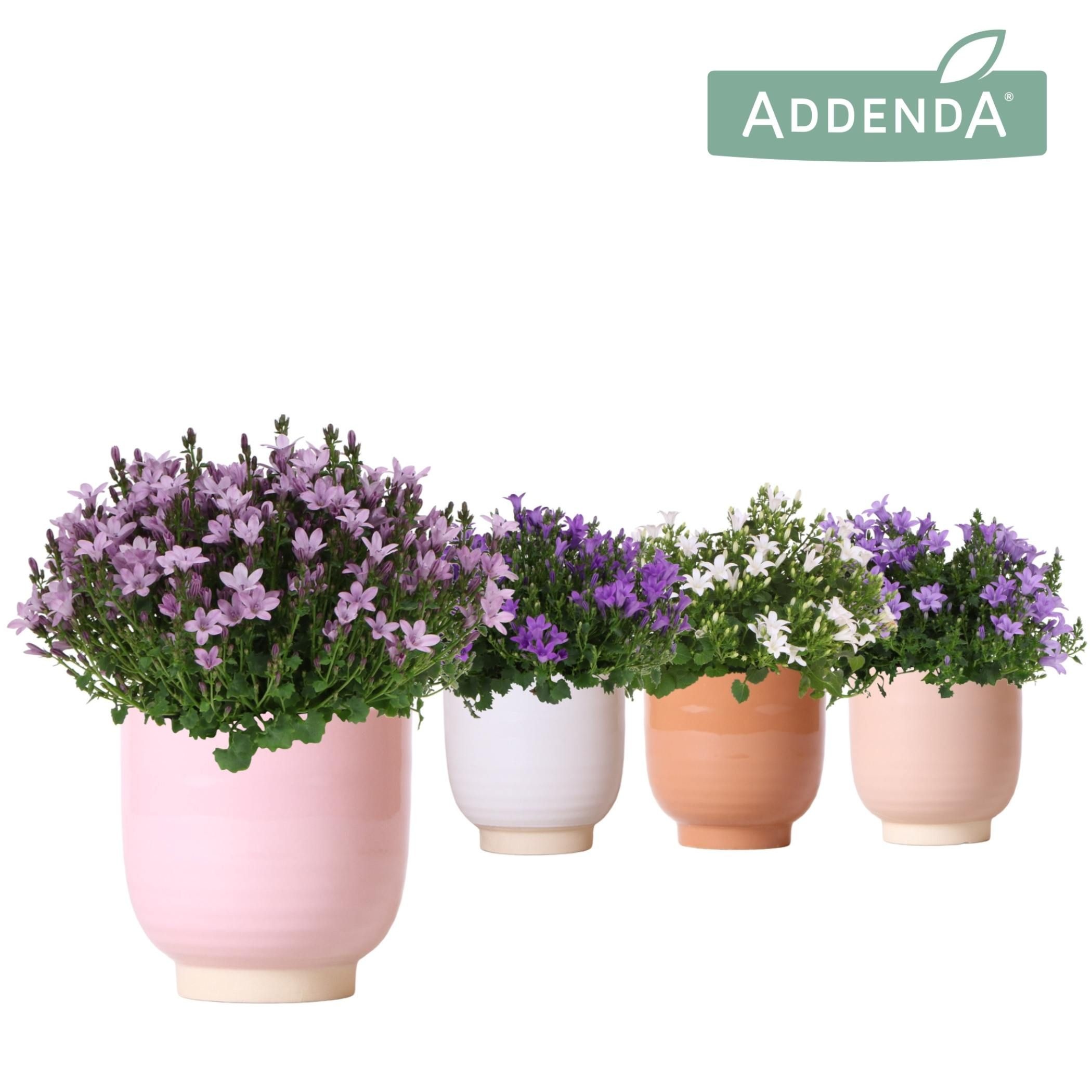 Campanula Addenda Ambella mix in Glazed pot mix, D 12