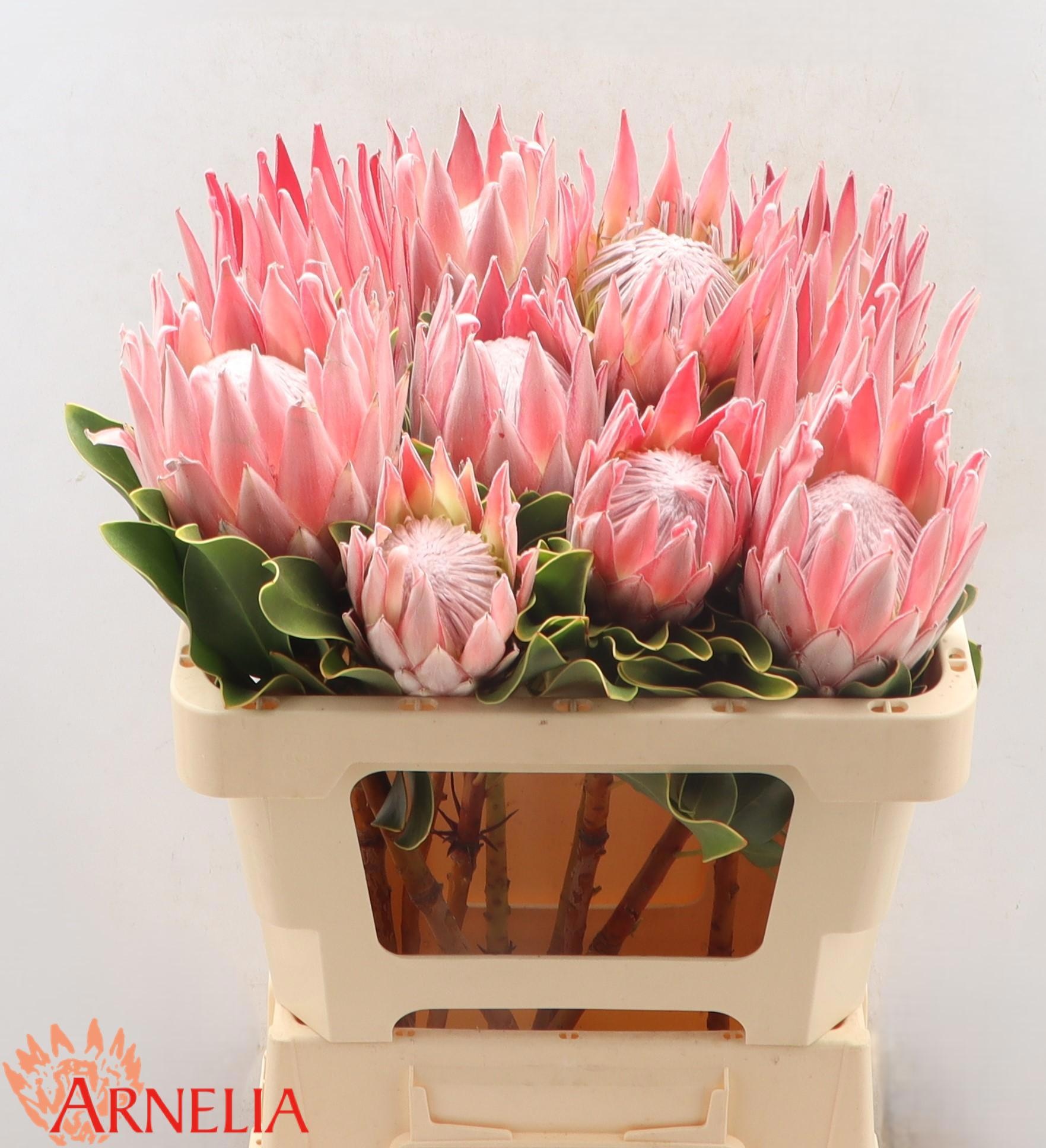 Протея Цинароидес 50, шт.