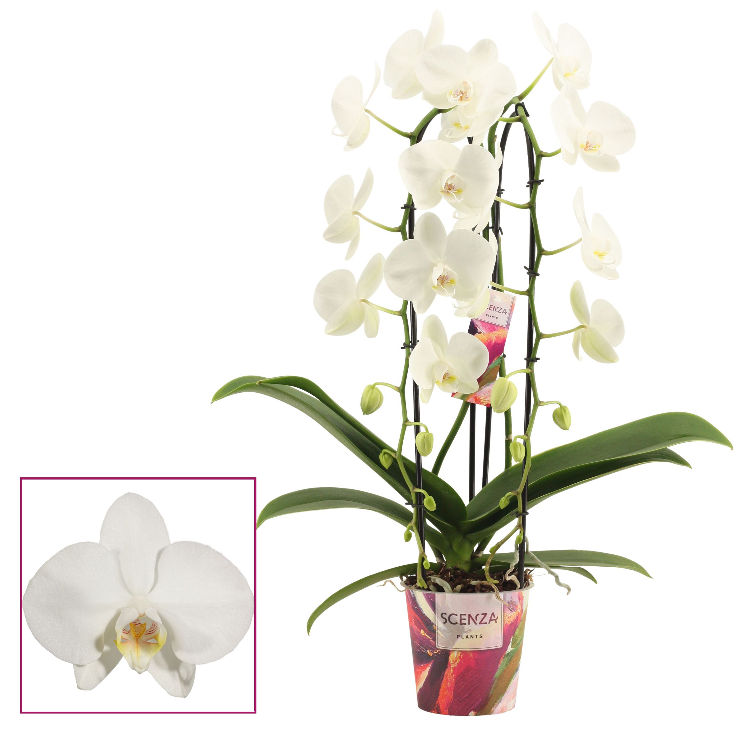 Phalaenopsis cascade 2 tak wit (Scenza), D 12
