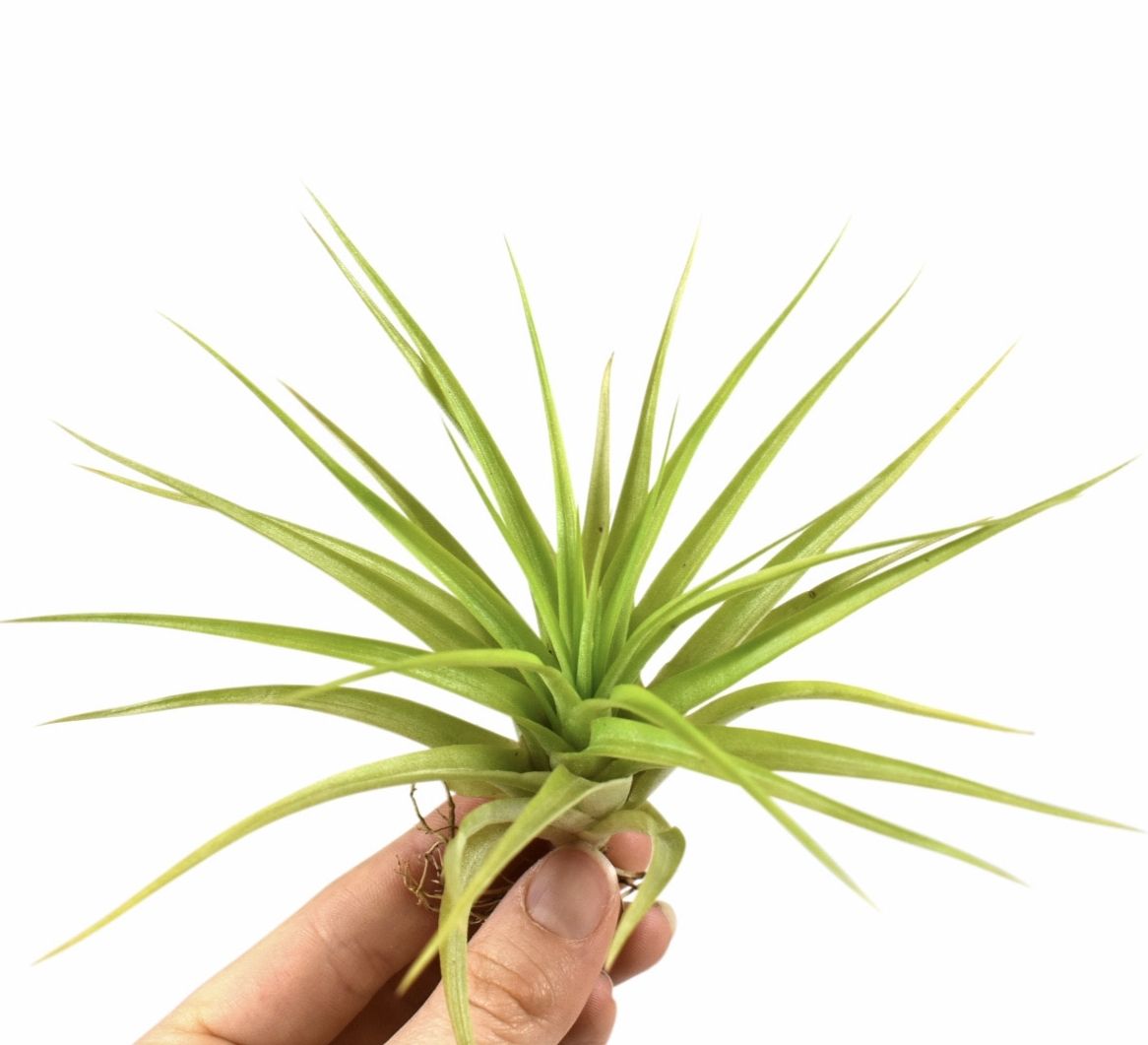 tillandsia multiflora, D 8