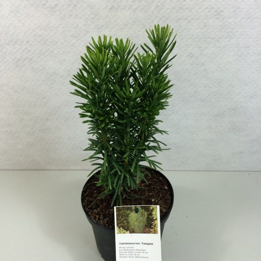 Cephalotaxus harringtonii 'Fastigiata', D 19